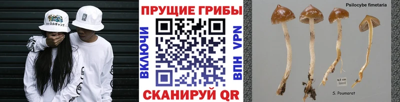 Купить закладки  Лаишево  Псилоцибиновые грибы Psilocybe 